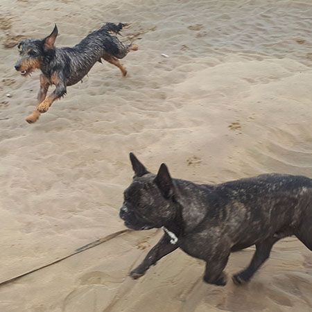 Little dogs enjoying the sand